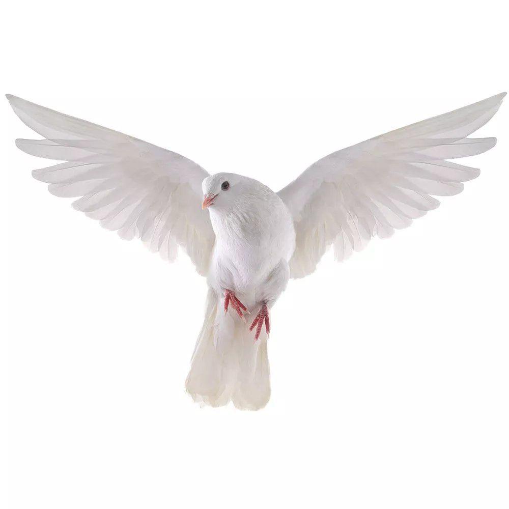 Peace Dove Wall Stickers for L - Interior Design Magazine review and price